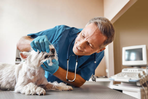 Best Emergency Root Canal Treatment in Byron, MN